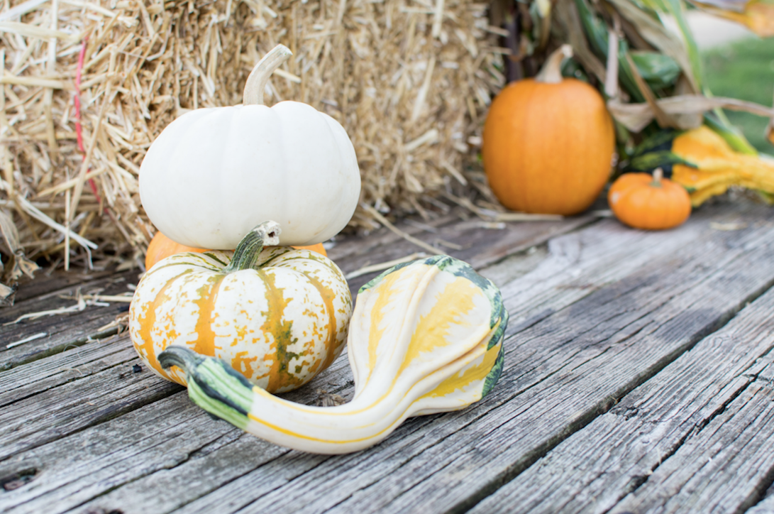 Feel The Fall Vibes in SoCal