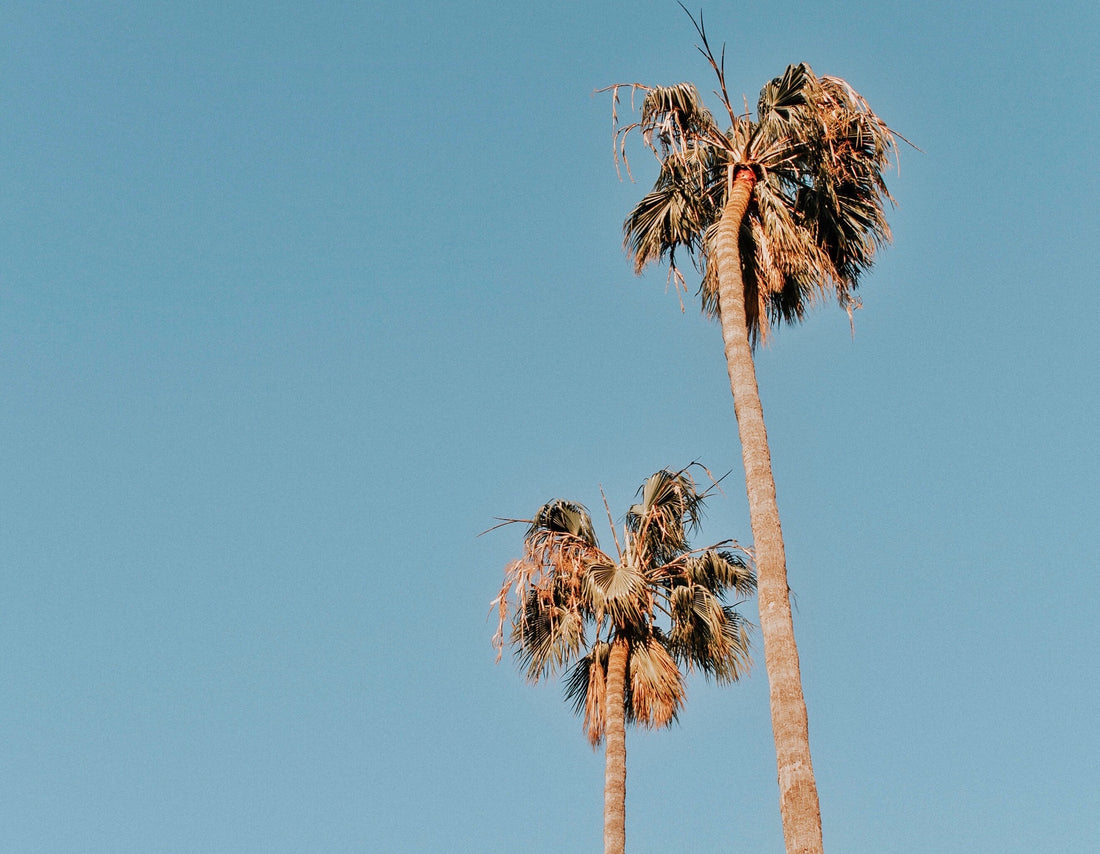 Dreaming of an LA Summer