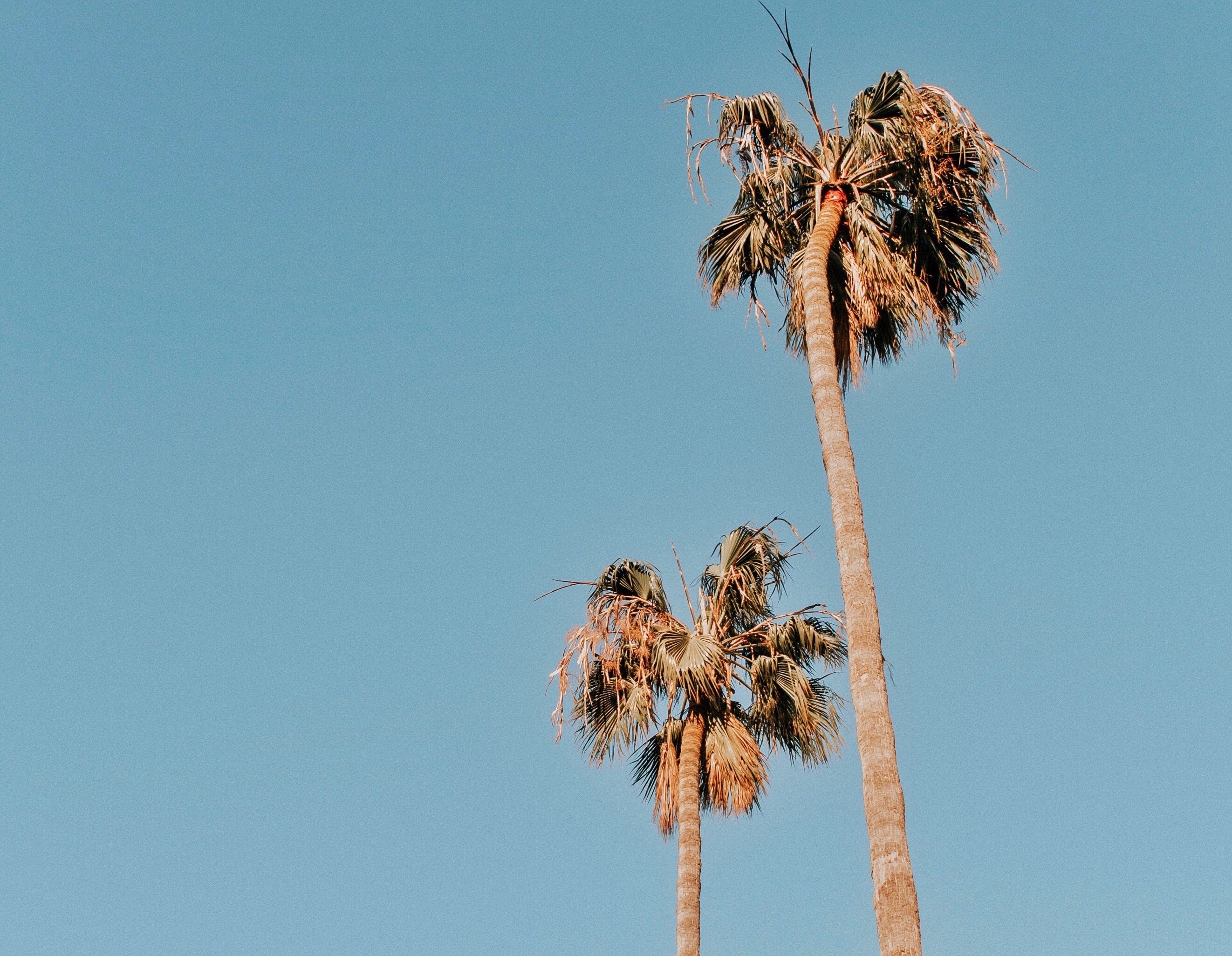Dreaming of an LA Summer