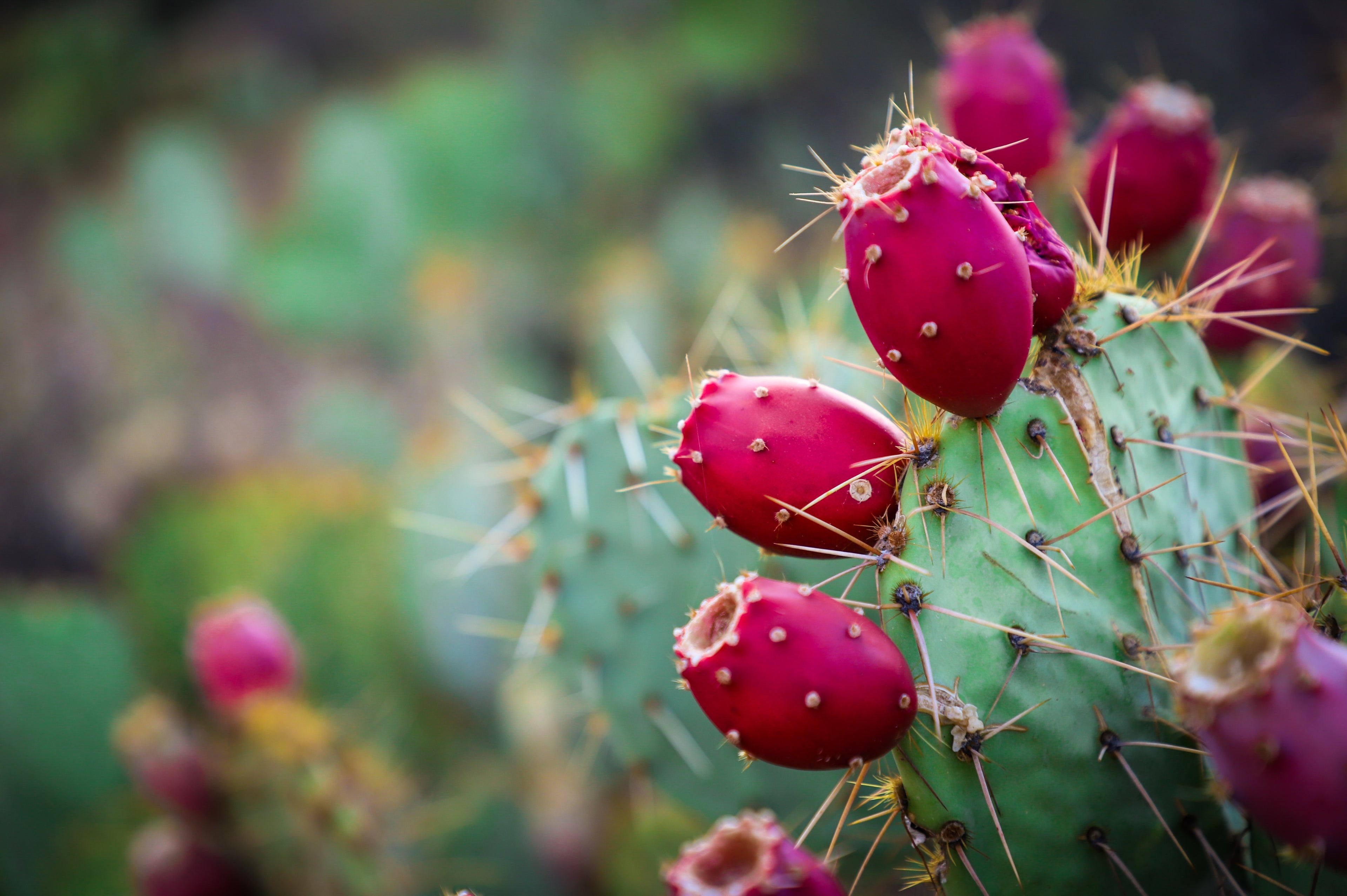 5 Health Benefits of Nopal